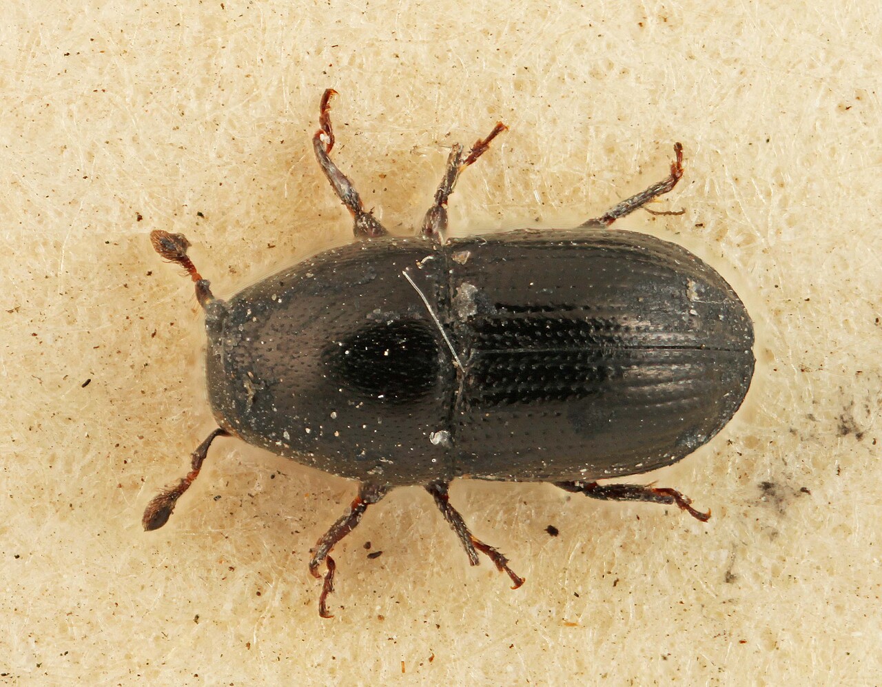 Genus / Species: Cnemonyx atratus | Image Author: SM Smith | Location: Panamá, Chiriquí, Bugaba | Image Type: lectotype | Collection: British Museum (Natural History)