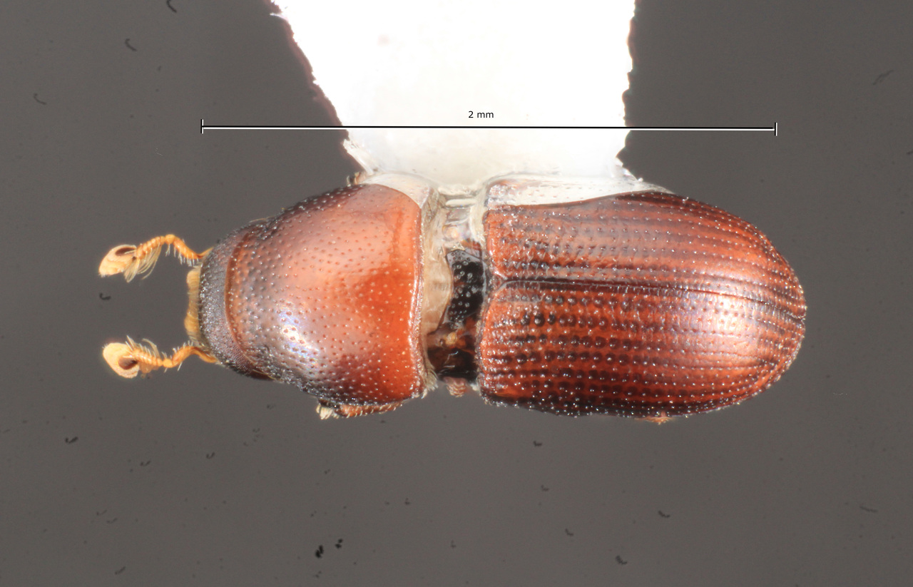 Genus / Species: Loganius confinis | Image Author: TH Atkinson | Location: United States, Arizona, Little Ajo Mtns., Scenic Loop | Collection: University of Texas Insect Collection