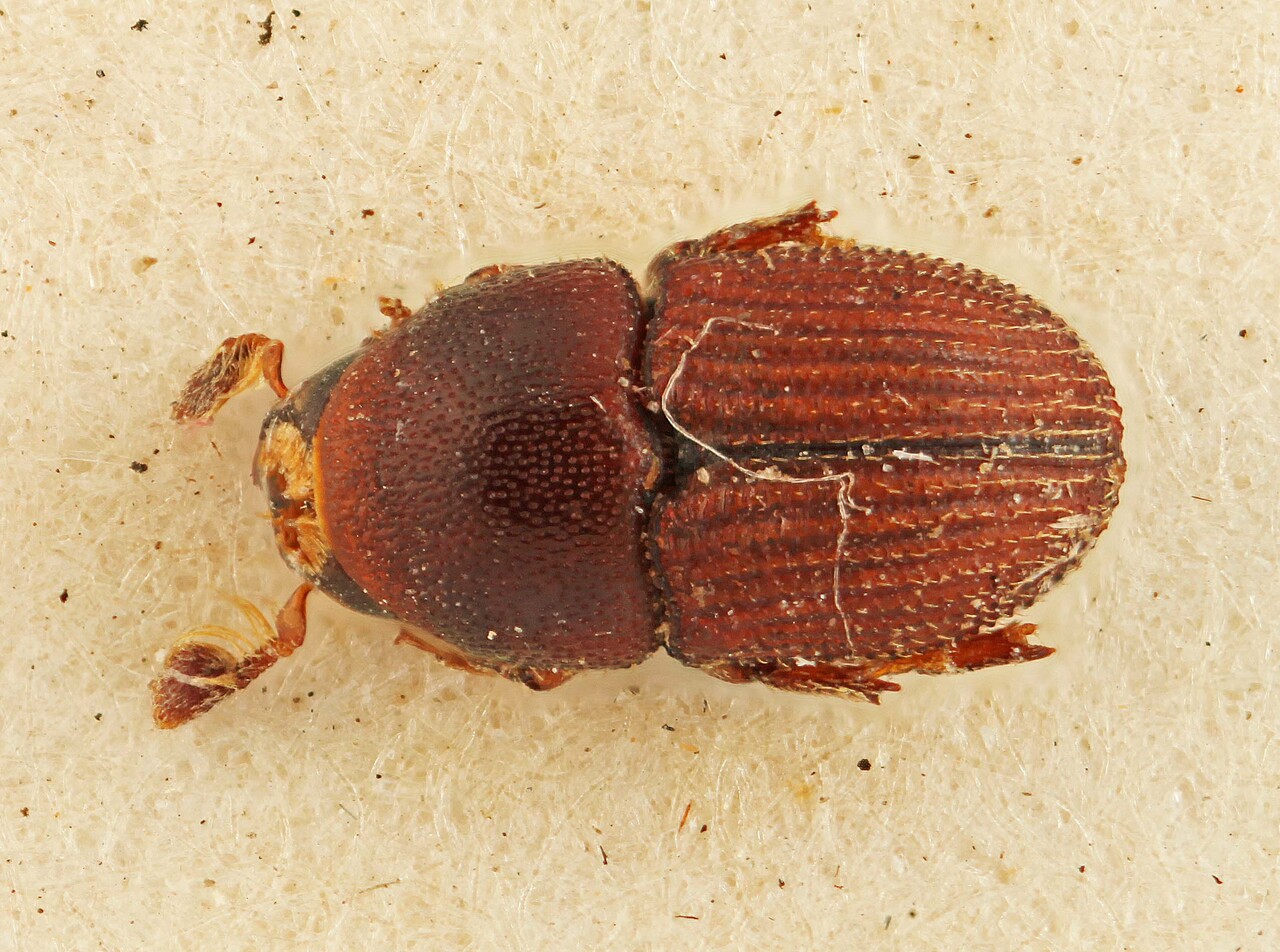 Genus / Species: Cnemonyx errans | Image Author: SM Smith | Location: Brazil, unknown, Brazil (country / region) | Image Type: lectotype | Collection: British Museum (Natural History)