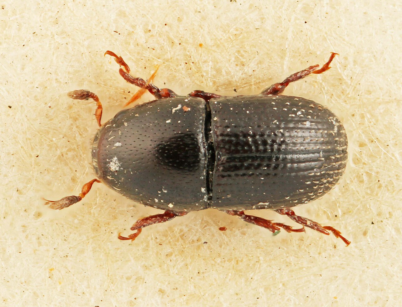 Genus / Species: Cnemonyx exiguus | Image Author: SM Smith | Location: Panamá, Chiriquí, Bugaba | Image Type: lectotype | Collection: British Museum (Natural History)