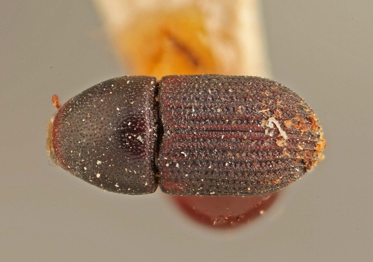 Genus / Species: Loganius flavicornis | Image Author: SM Smith | Location: Venezuela, Sucre, Cumana | Image Type: lectotype | Collection: Institut Royal des Sciences Naturelles