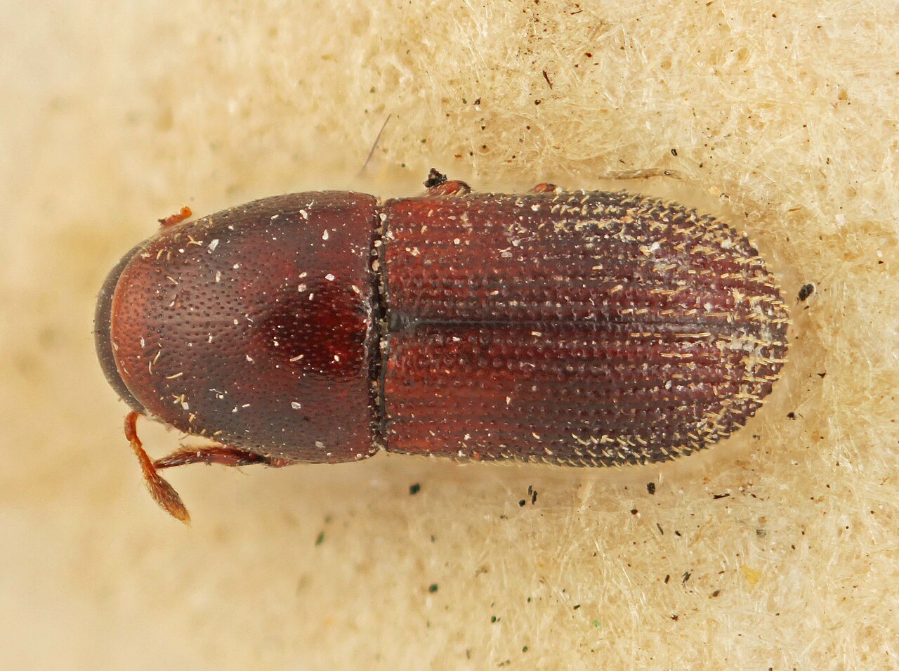 Genus / Species: Cnemonyx longicollis | Image Author: SM Smith | Location: Brazil, unknown, Brazil (country / region) | Image Type: holotype | Collection: British Museum (Natural History)