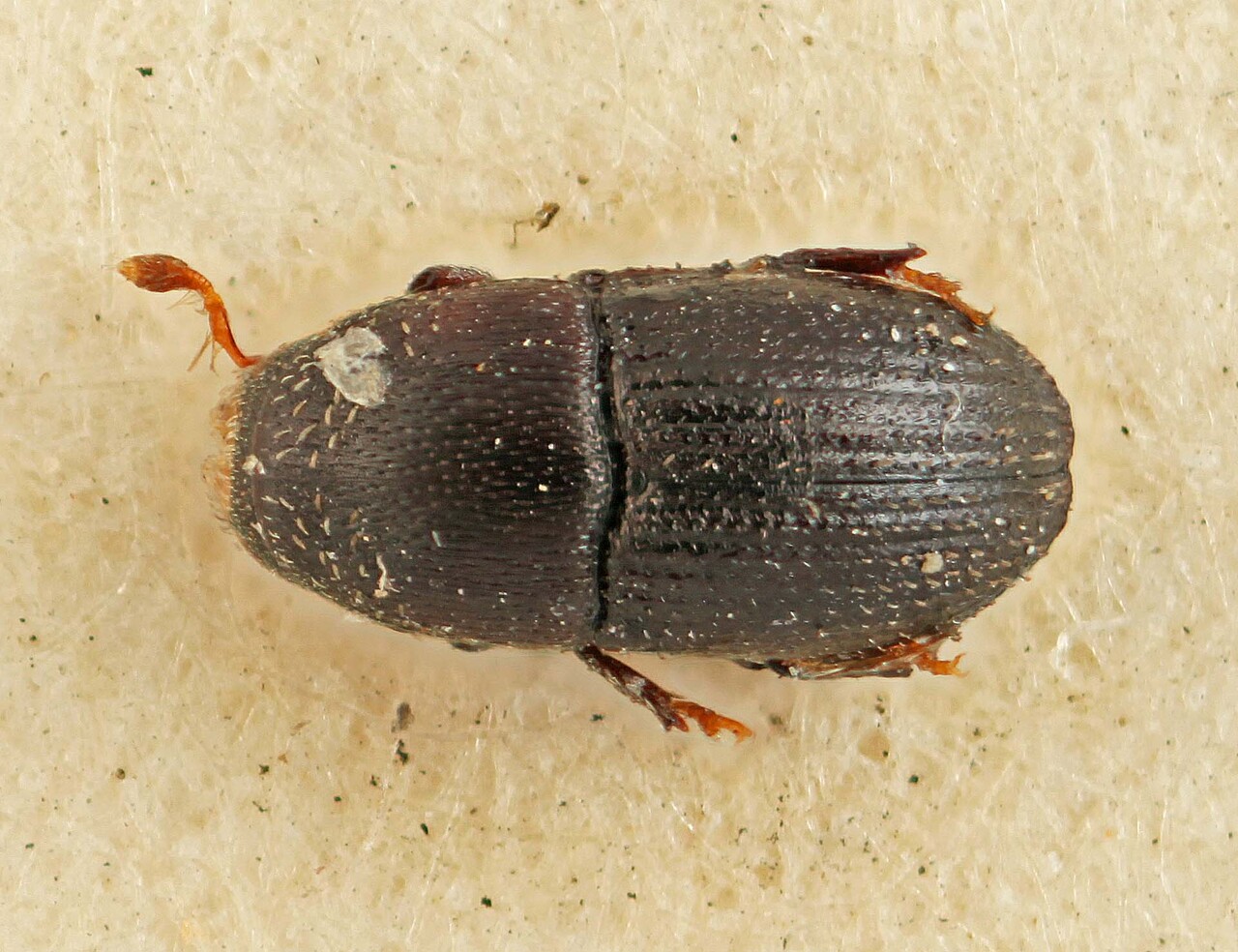Genus / Species: Cnemonyx minusculus | Image Author: SM Smith | Location: Panamá, Chiriquí, Volcan Chiriqui | Image Type: holotype | Collection: British Museum (Natural History)
