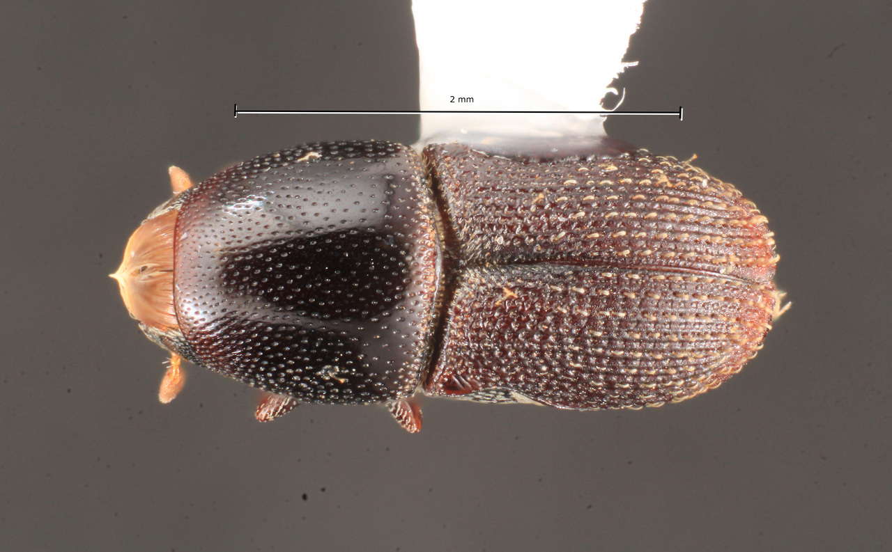 Genus / Species: Scolytopsis puncticollis | Image Author: TH Atkinson | Location: México, Jalisco, Playa Perula | Collection: University of Texas Insect Collection