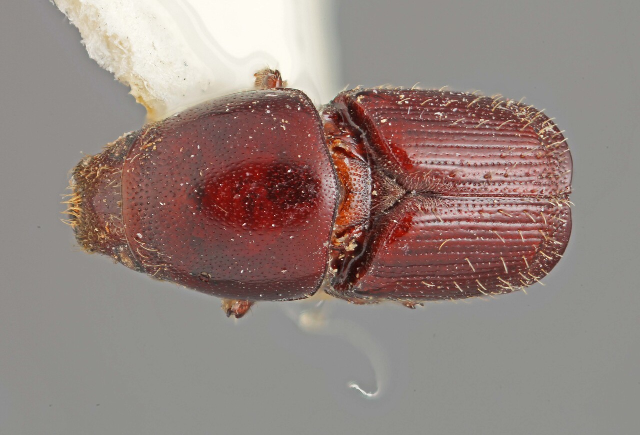 Genus / Species: Scolytus angustatus | Image Author: SM Smith | Location: Brazil, Pará, Santarém | Image Type: holotype | Collection: British Museum (Natural History)
