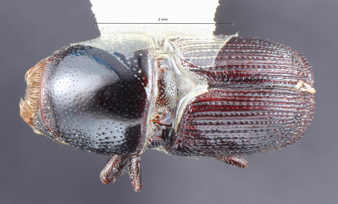 Genus / Species: Scolytus binodus | Image Author: TH Atkinson | Location: México, Oaxaca, Uxpanapa | Collection: Texas A&M University Insect Collection