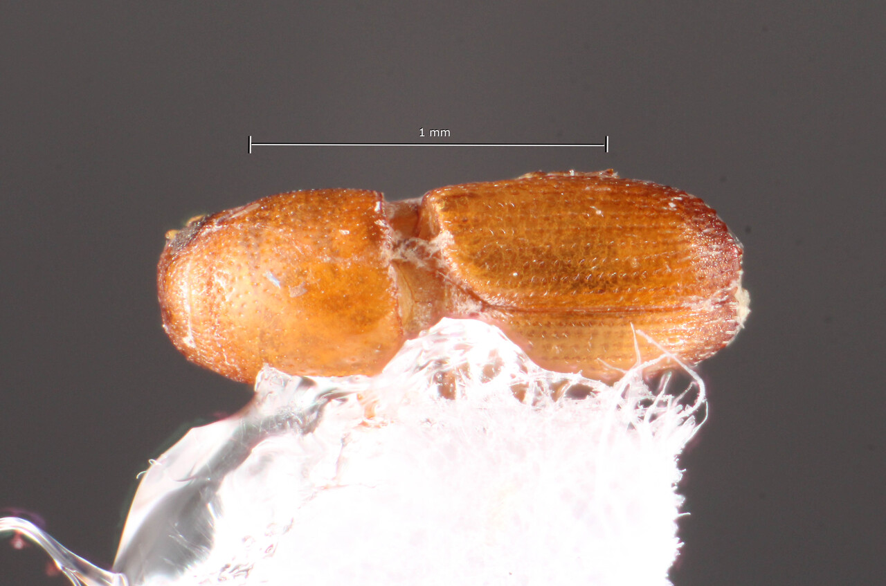 Genus / Species: Scolytus bispinatus | Image Author: TH Atkinson | Location: Brazil, Amazonas, Manaus | Image Type: holotype | Collection: Faculdade de Engenharia