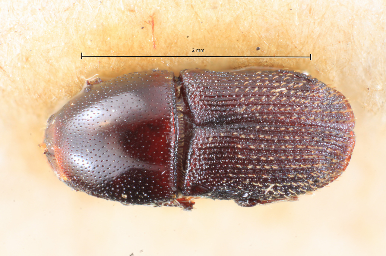 Genus / Species: Scolytopsis toba | Image Author: TH Atkinson | Location: Argentina, Misiones, orillas de Iguazú | Image Type: syntype | Collection: Museo de la Plata