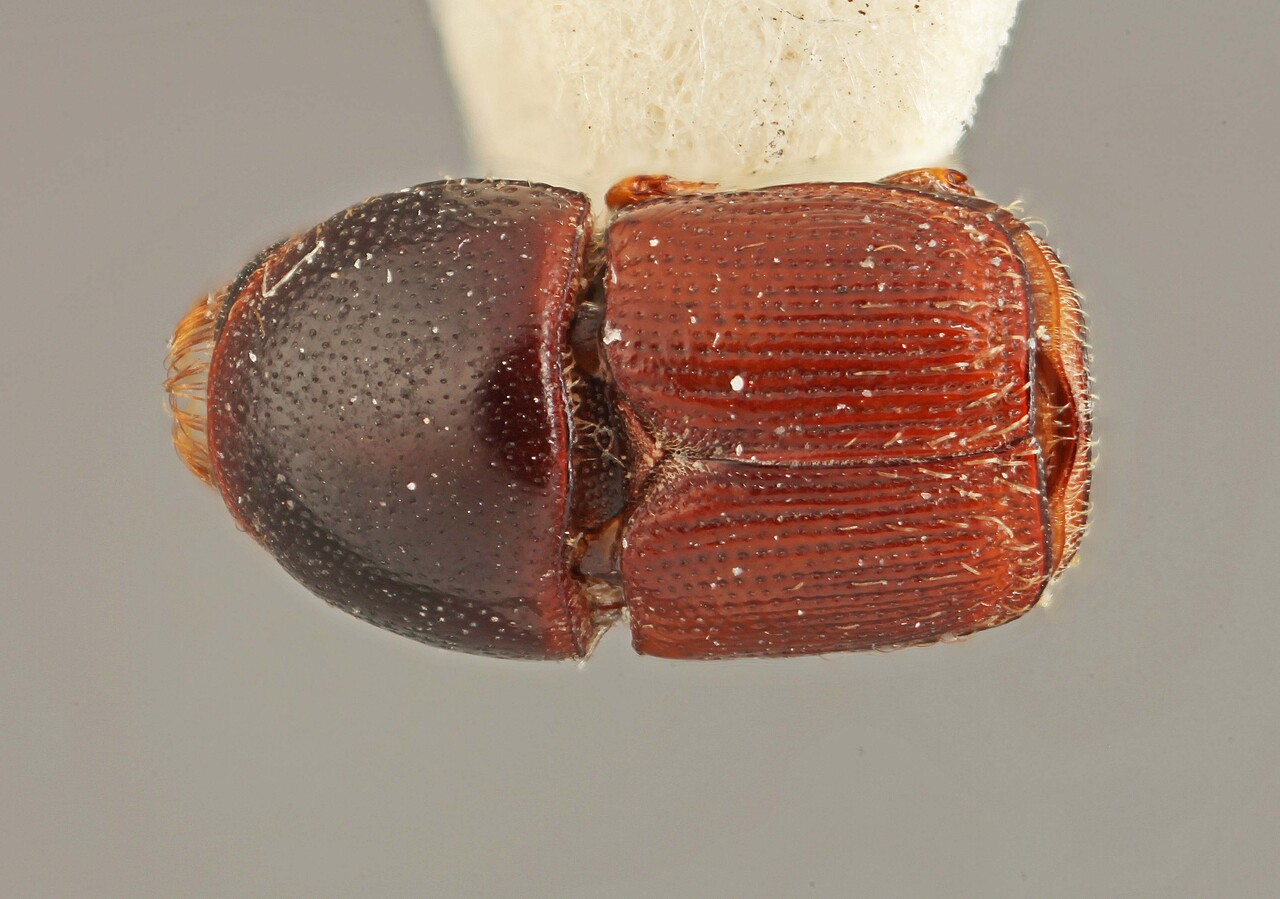 Genus / Species: Scolytus caudatus | Image Author: SM Smith | Location: Brazil, Bahia, Bahia (estado) | Image Type: holotype | Collection: British Museum (Natural History)