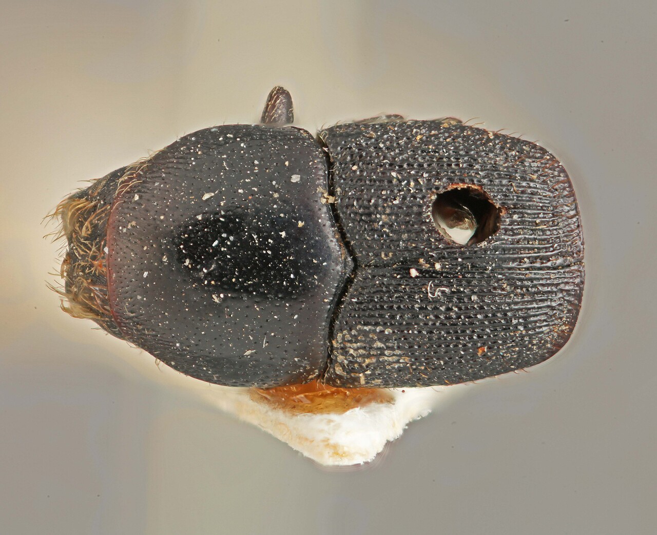 Genus / Species: Scolytus costellatus | Image Author: SM Smith | Location: Brazil, Rio de Janeiro, Nova Friburgo | Image Type: holotype | Collection: Institut Royal des Sciences Naturelles