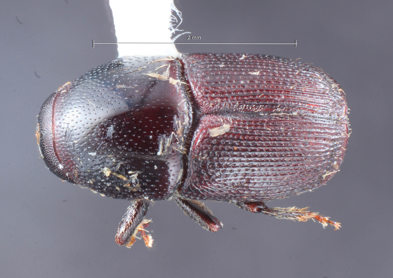 Genus / Species: Scolytus cristatus | Image Author: TH Atkinson | Location: Guatemala, Suchitepequez, Reserva Los Tarrales | Collection: University of Texas Insect Collection