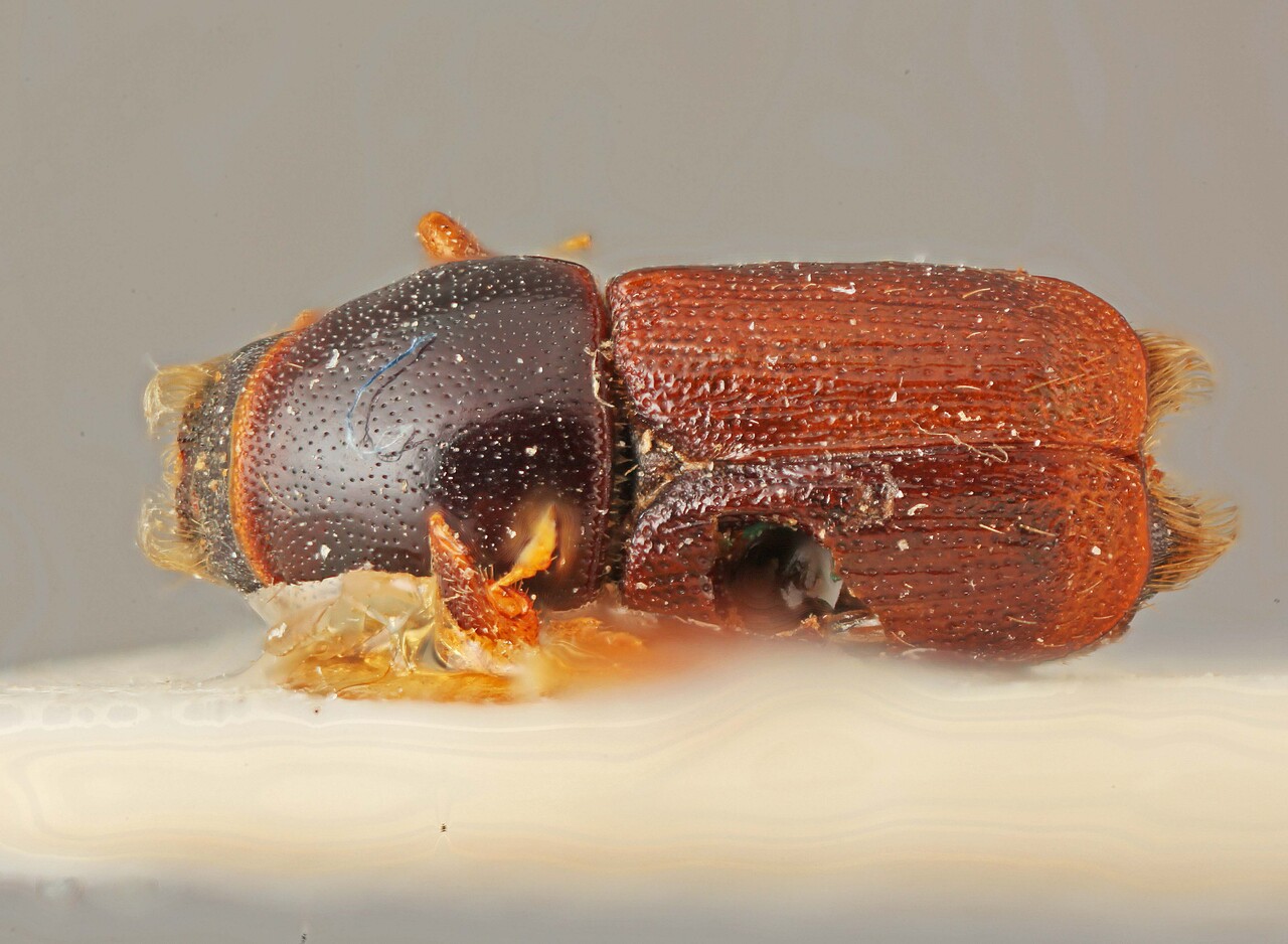 Genus / Species: Scolytus dahuricus | Image Author: SM Smith | Location: Russia, Siberia | Image Type: holotype | Collection: Institut Royal des Sciences Naturelles