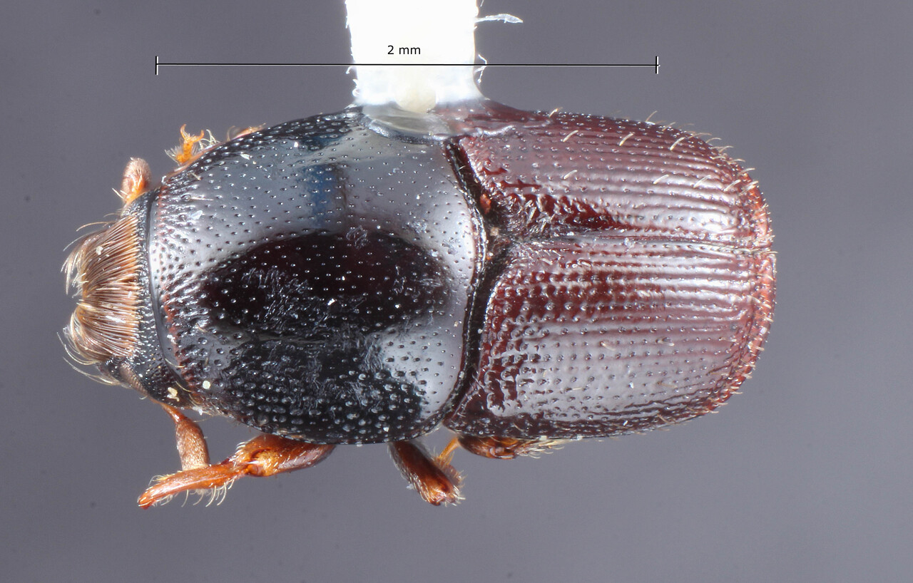 Genus / Species: Scolytus dimidiatus | Image Author: TH Atkinson | Location: Panamá, Colón, Nombre de Diós, 10 km SW | Collection: University of Texas Insect Collection