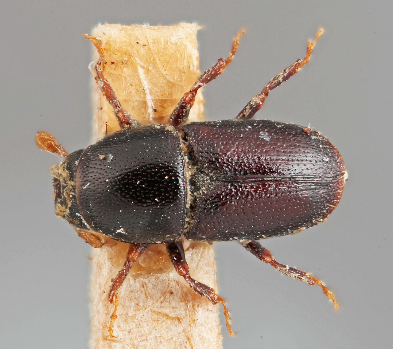 Genus / Species: Scolytus japonicus | Image Author: SM Smith | Location: Japan, Kyushu, Kyushu | Image Type: holotype | Collection: Institut Royal des Sciences Naturelles