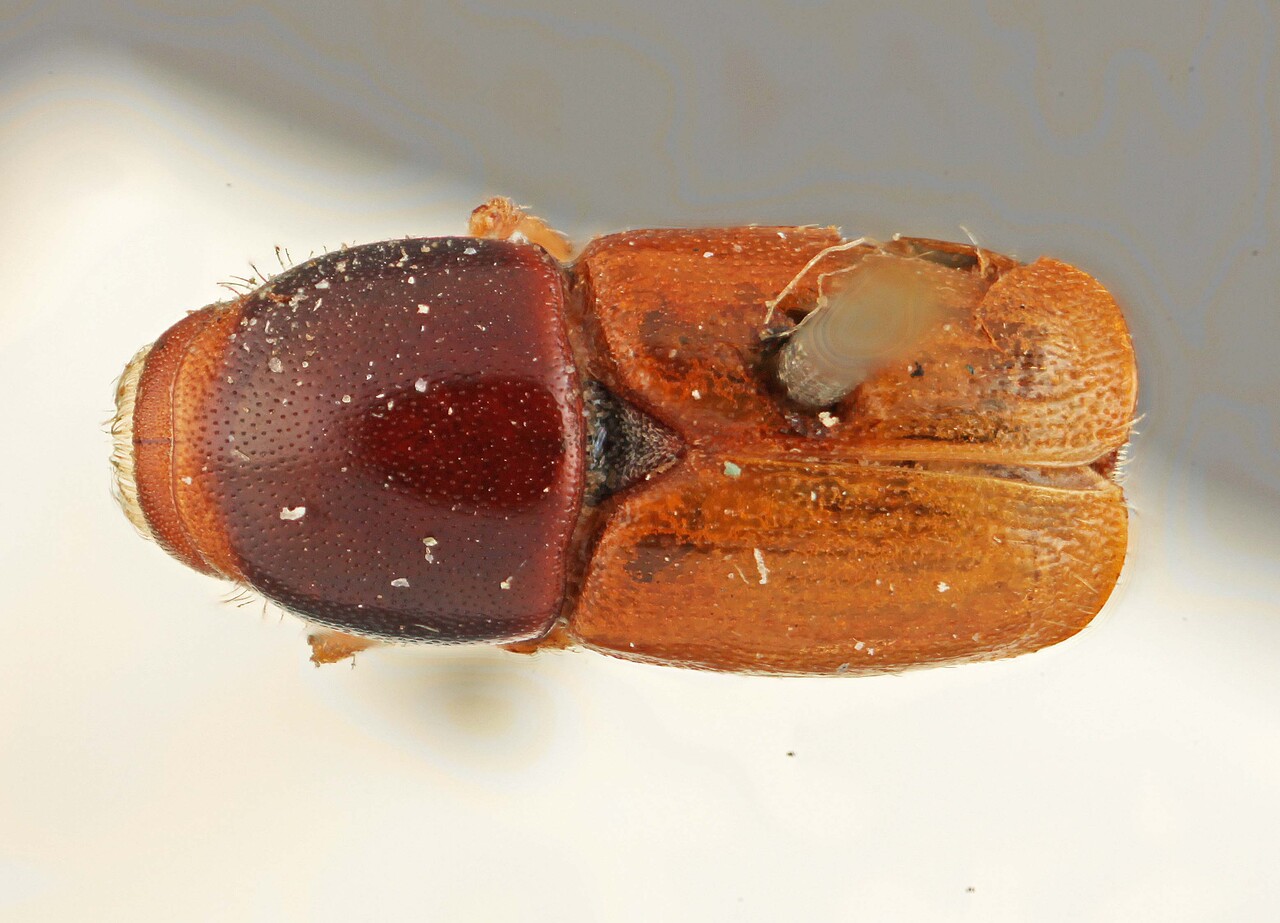 Genus / Species: Scolytus multistriatus | Image Author: SM Smith | Location: Indonesia, Java, Java | Image Type: holotype | Collection: Institut Royal des Sciences Naturelles