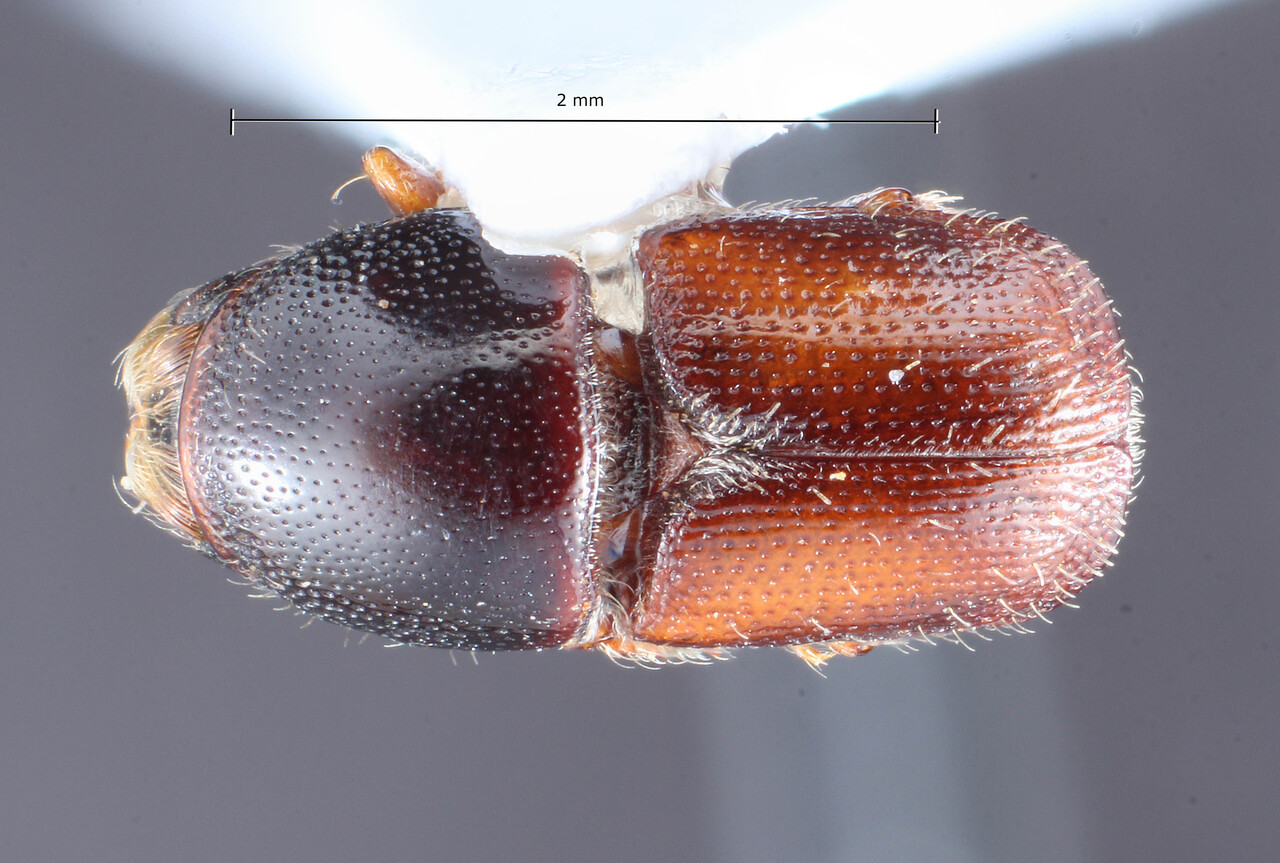 Genus / Species: Scolytus laetus | Image Author: TH Atkinson | Location: El Salvador, La Libertad, San Andrés | Collection: University of Texas Insect Collection
