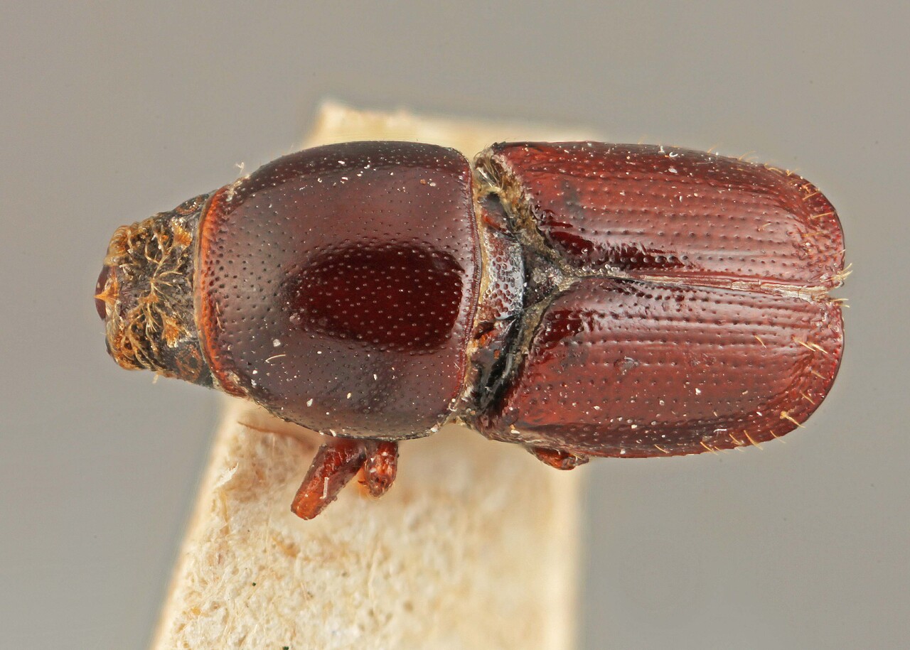Genus / Species: Scolytus laevis | Image Author: SM Smith | Location: Spain, Pyrennes | Image Type: syntype | Collection: Institut Royal des Sciences Naturelles
