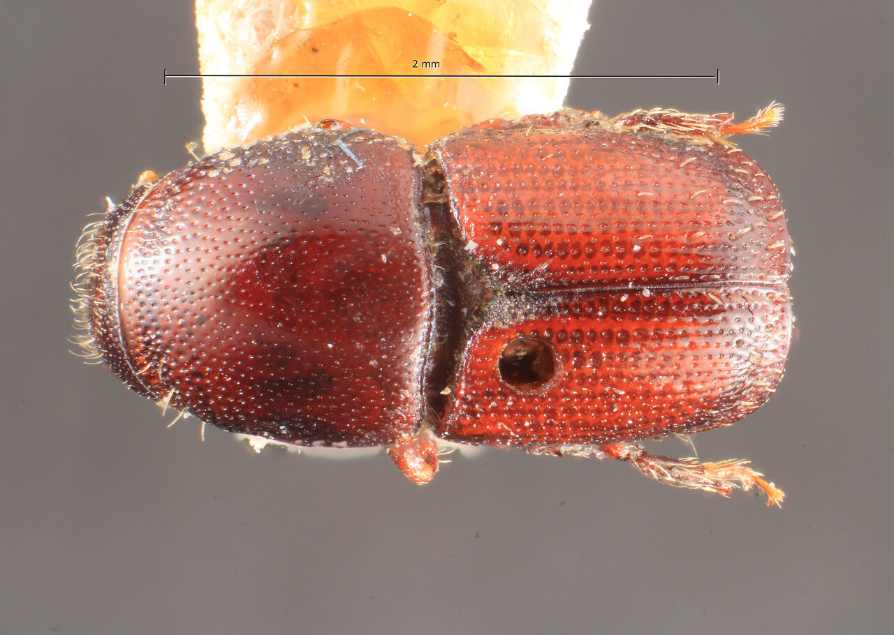Genus / Species: Scolytus marginatus | Image Author: TH Atkinson | Location: México, Yucatàn, Yucatàn (estado) | Image Type: holotype | Collection: Institut Royal des Sciences Naturelles