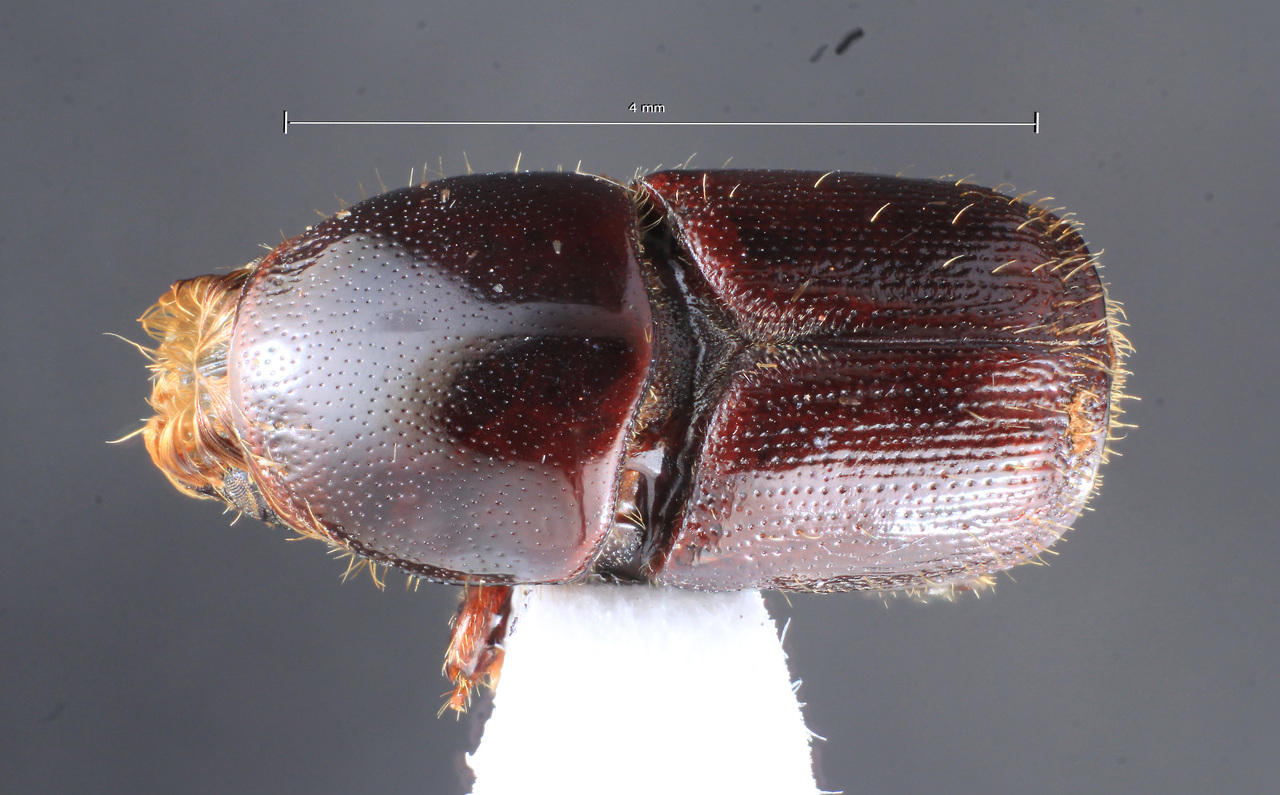 Genus / Species: Scolytus nodulus | Image Author: TH Atkinson | Location: Argentina, Misiones, Santa Maria | Collection: Museo de la Plata