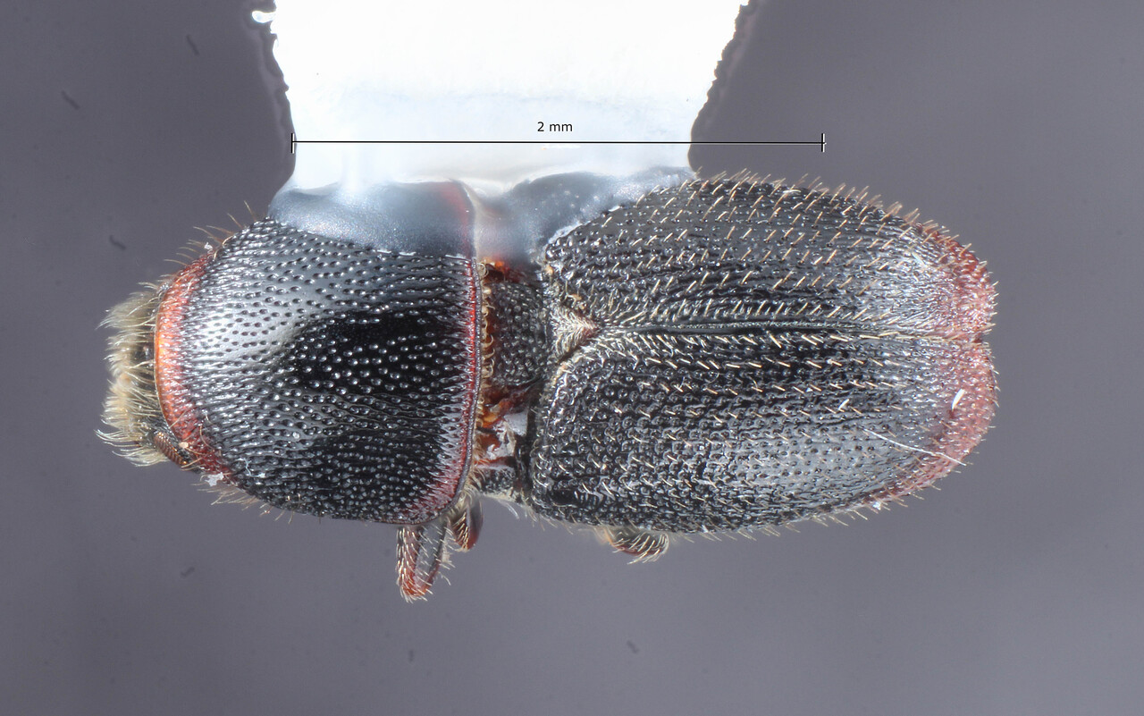 Genus / Species: Scolytus rugulosus | Image Author: TH Atkinson | Location: United States, Texas, Westlake Hills, Lake Austin at River Hills Drive | Collection: University of Texas Insect Collection