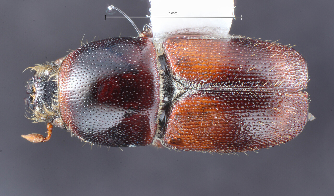 Genus / Species: Scolytus schevyrewi | Image Author: TH Atkinson | Location: United States, Colorado, Aurora | Collection: University of Texas Insect Collection