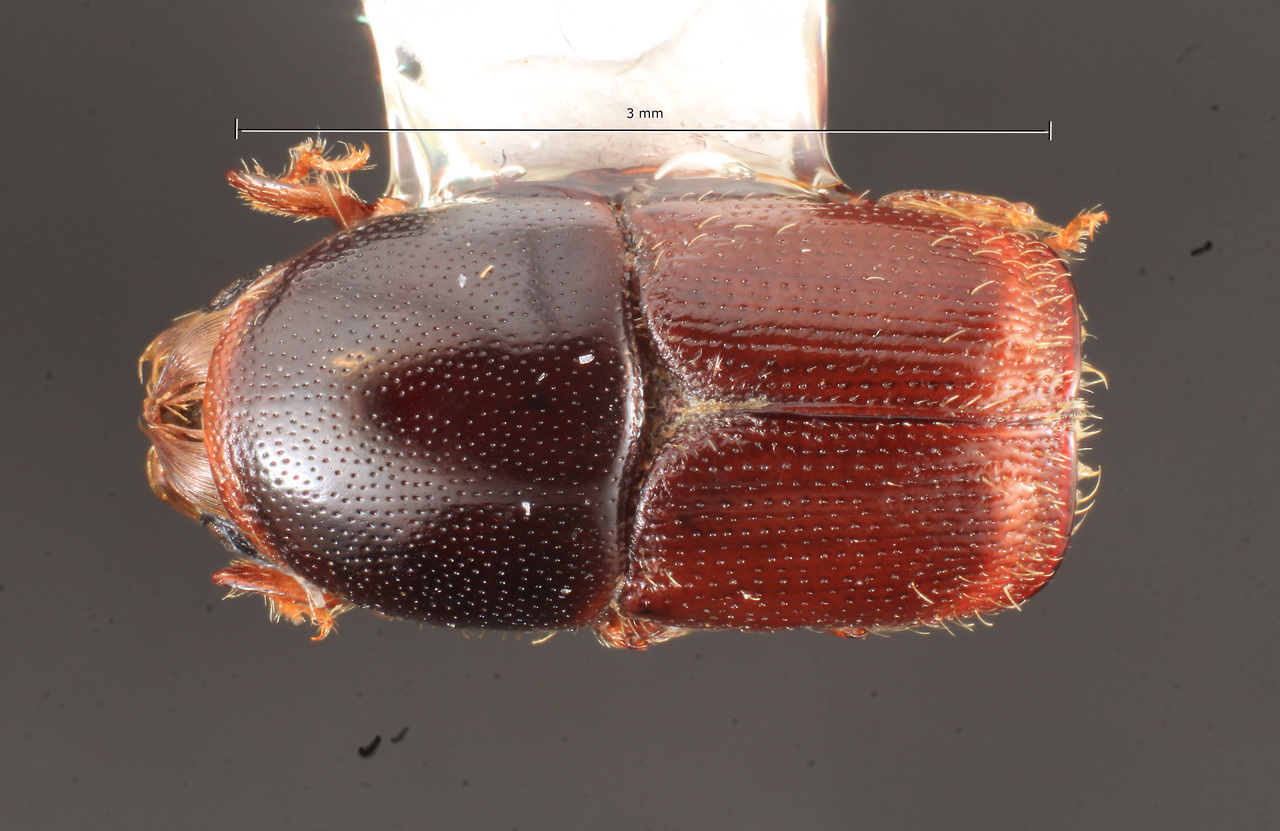 Genus / Species: Scolytus submarginatus | Image Author: TH Atkinson | Location: Argentina, Misiones, Santa Maria | Collection: Museo de la Plata