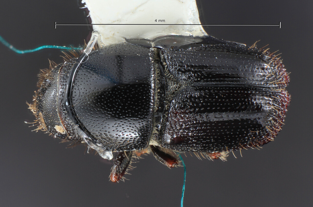 Genus / Species: Scolytus reflexus | Image Author: TH Atkinson | Location: México, Nuevo León, San Antonio de las Alazanas - Sta. Catarina | Collection: Centro de Entomología y Acarología