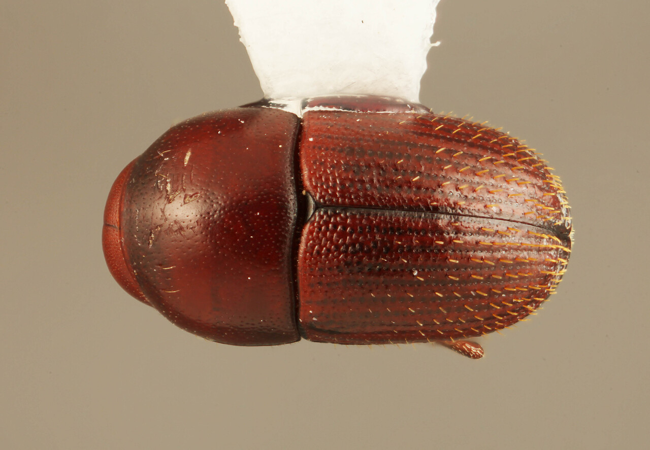 Genus / Species: Camptocerus lucwildi | Image Author: SM Smith | Location: Ecuador, Los Ríos, Reserva Murocumba | Image Type: paratype | Collection: Arthropod research Collection