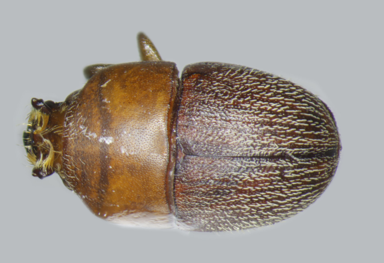 Genus / Species: Camptocerus satyrus | Image Author: TH Atkinson | Location: Brazil, Rôndonia, Ariquemes, 62 km SW | Image Type: holotype | Collection: Florida State Collection of Arthropods