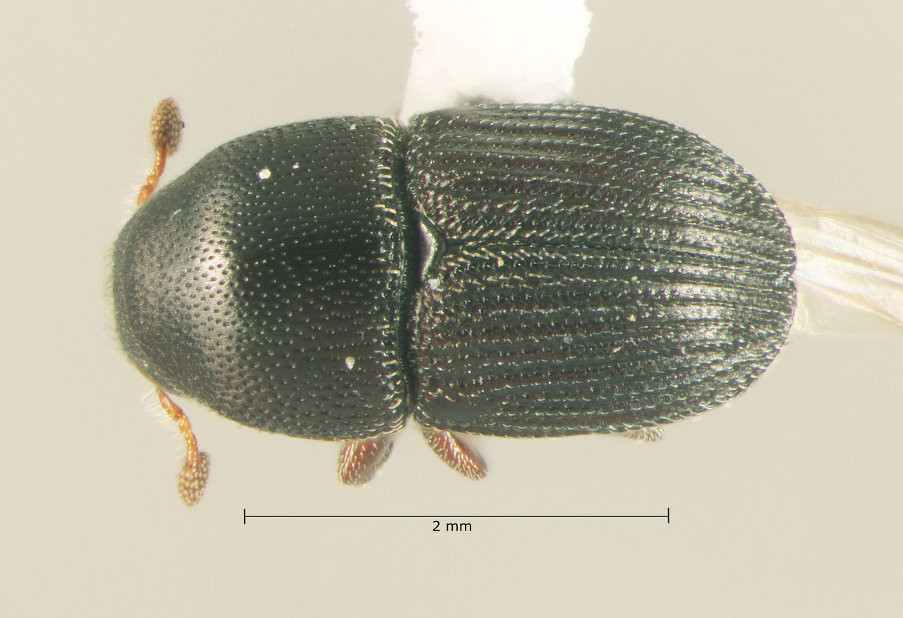 Genus / Species: Ceratolepis amazonica | Image Author: TH Atkinson | Location: Perú, Loreto, Iquitos, 68 km SW towards Nauta, Rio Itaya | Collection: University of Texas Insect Collection