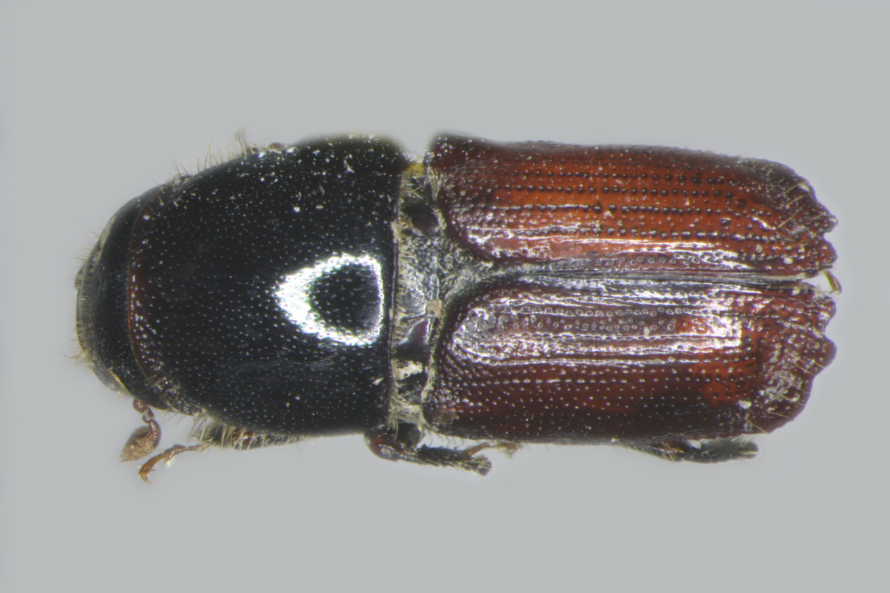 Genus / Species: Scolytus aztecus | Image Author: TH Atkinson | Location: México, Michoacán, Morelia, 53 km E | Image Type: holotype | Collection: Entomology