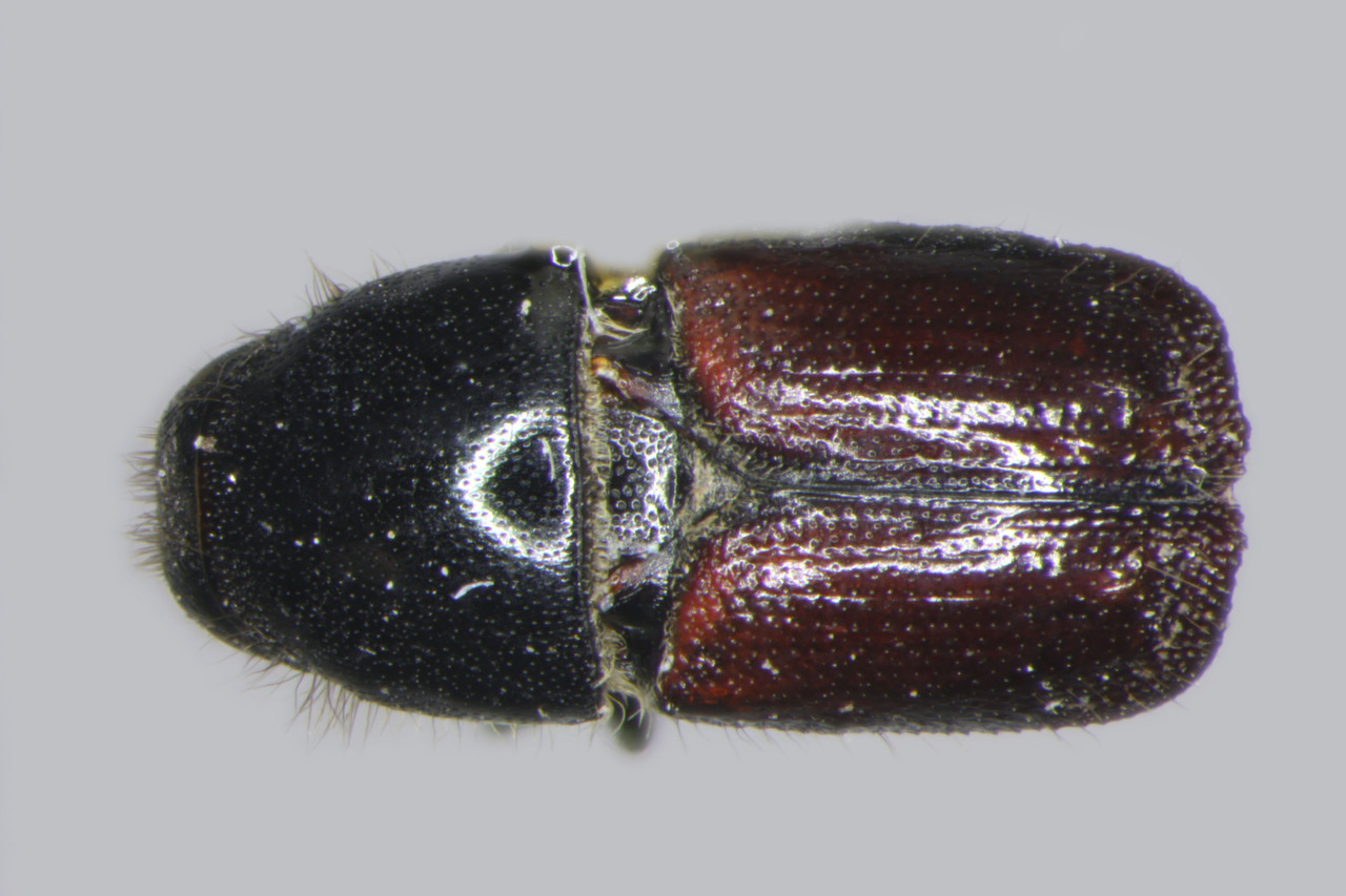 Genus / Species: Scolytus hermosus | Image Author: TH Atkinson | Location: México, Puebla, Tlaxco, 18 km N | Image Type: allotype | Collection: Entomology