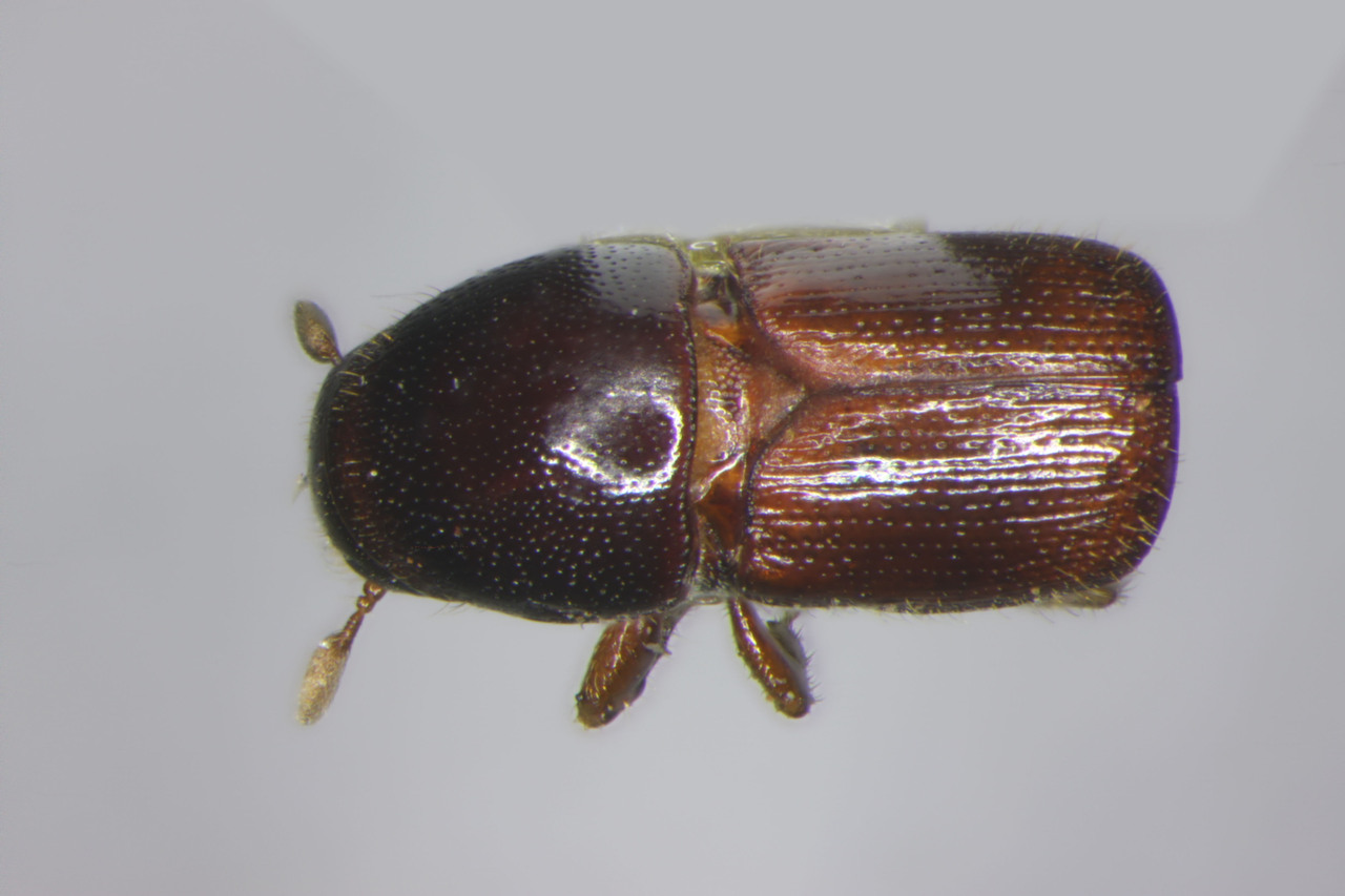 Genus / Species: Scolytus rabaglii | Image Author: TH Atkinson | Location: México, Veracruz, Uxpanapa | Collection: Texas A&M University Insect Collection