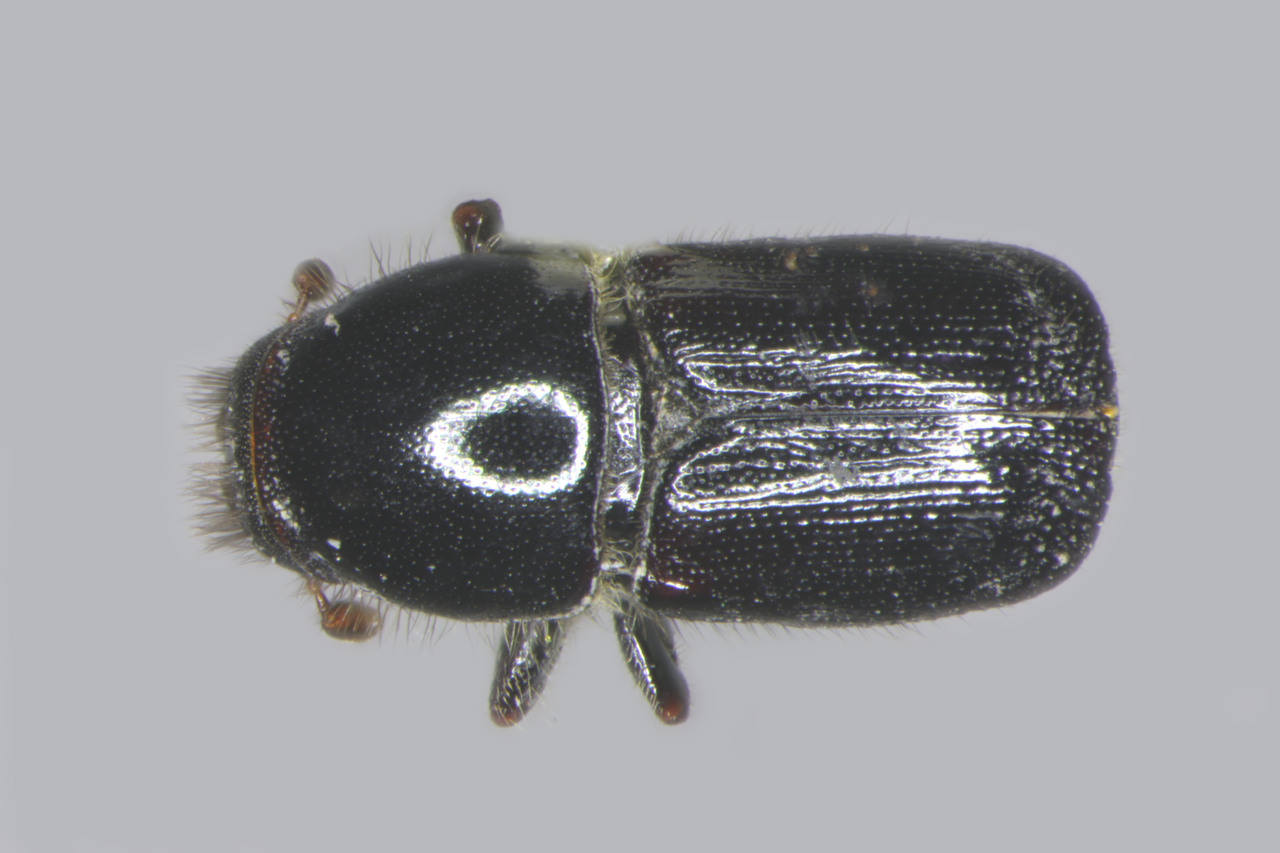 Genus / Species: Scolytus mundus | Image Author: TH Atkinson | Location: México, Puebla, Tlaxco, 18 km N | Image Type: holotype | Collection: Entomology