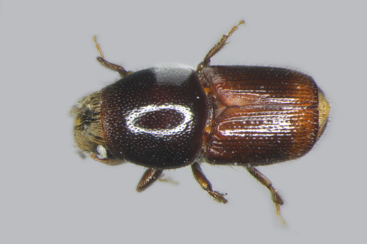 Genus / Species: Scolytus nodatus | Image Author: TH Atkinson | Location: Costa Rica, San José, Sta. Ana | Image Type: allotype | Collection: Entomology