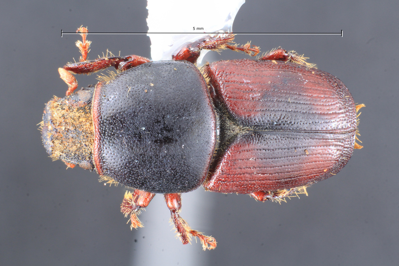Genus / Species: Scolytus scolytus | Image Author: TH Atkinson | Location: Czech Republic, Brno | Collection: Museo de la Plata