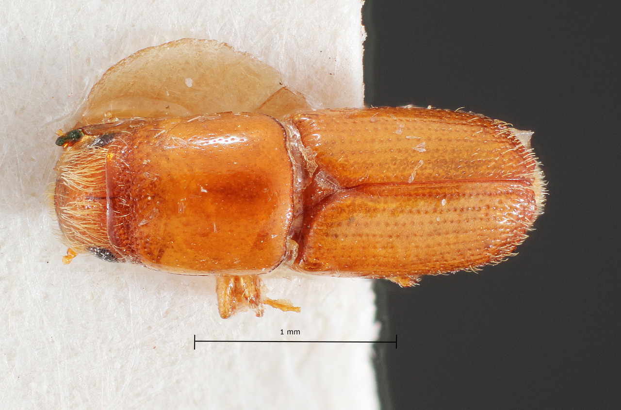 Genus / Species: Scolytus spinidens | Image Author: TH Atkinson | Location: Suriname, unknown, Suriname (country / region) | Image Type: holotype | Collection: Naturhistorisches Museum Wien