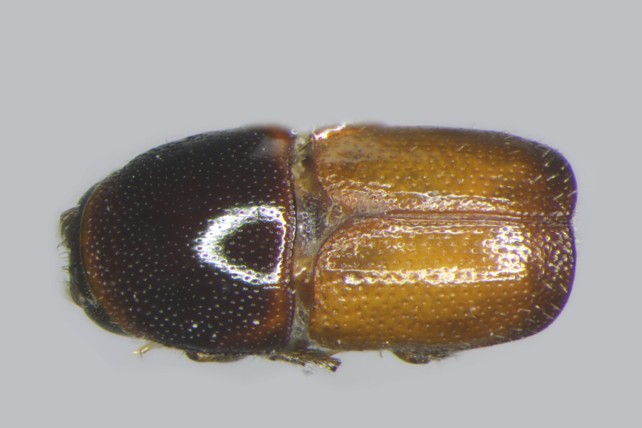 Genus / Species: Scolytus torulus | Image Author: TH Atkinson | Location: Costa Rica, Puntarenas, Rincón de Osa | Image Type: allotype | Collection: Entomology