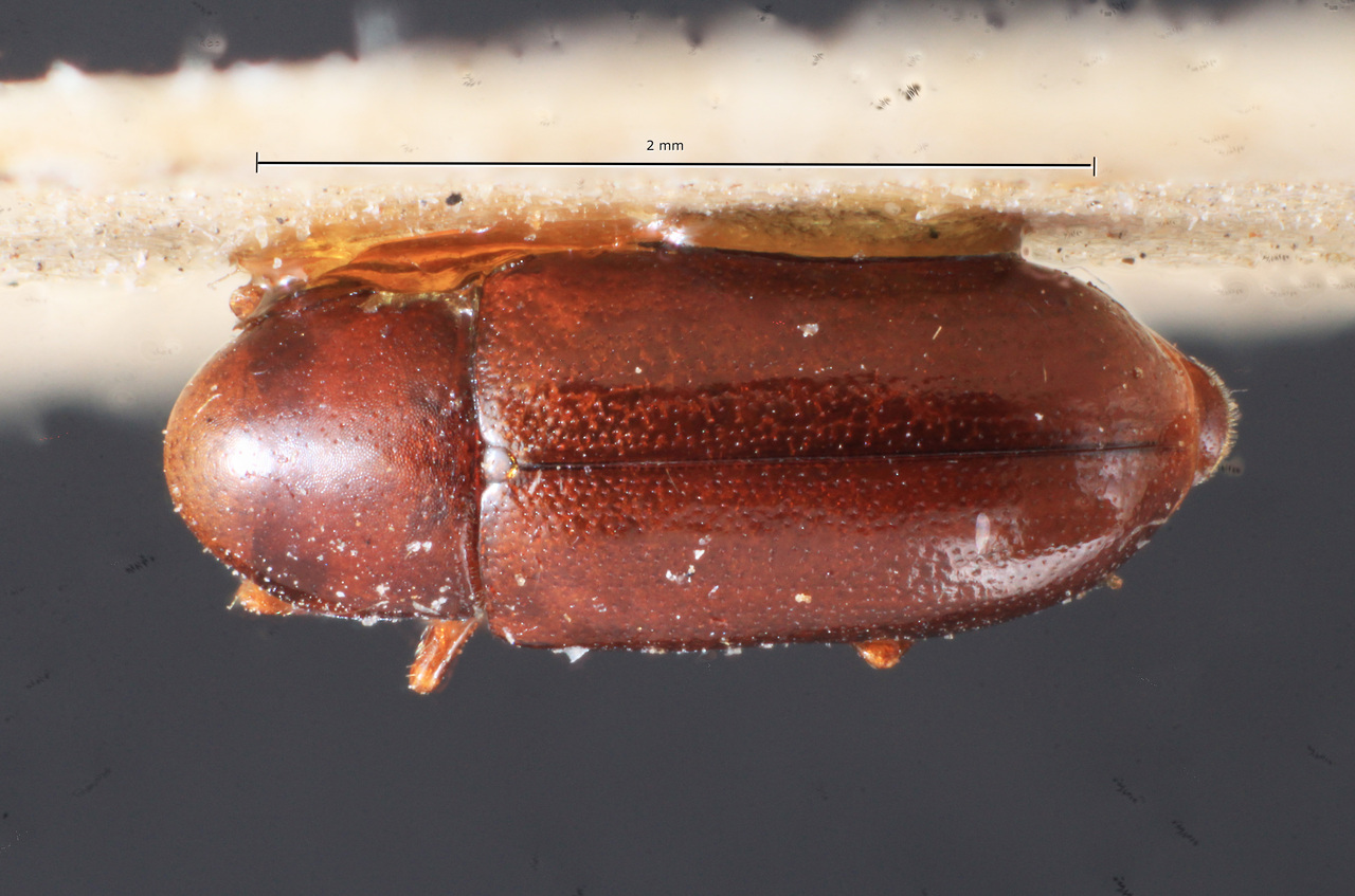 Genus / Species: Scolytodes bruchi | Image Author: TH Atkinson | Location: Argentina, Buenos Aires, Buenos Aires (provincia) | Image Type: syntype | Collection: Museo de la Plata