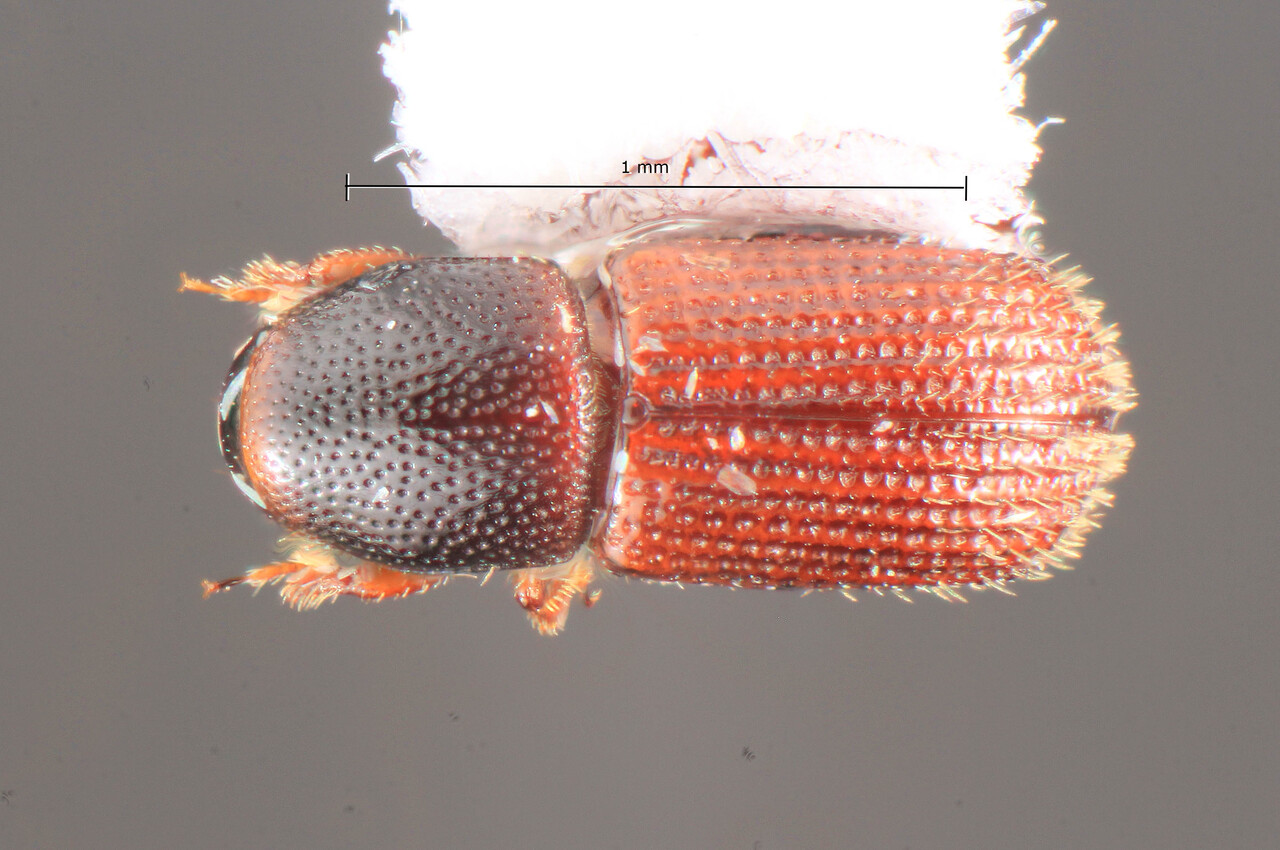 Genus / Species: Microborus caymanensis | Image Author: TH Atkinson | Location: Cayman Is, Cayman Brac | Image Type: holotype | Collection: Florida State Collection of Arthropods