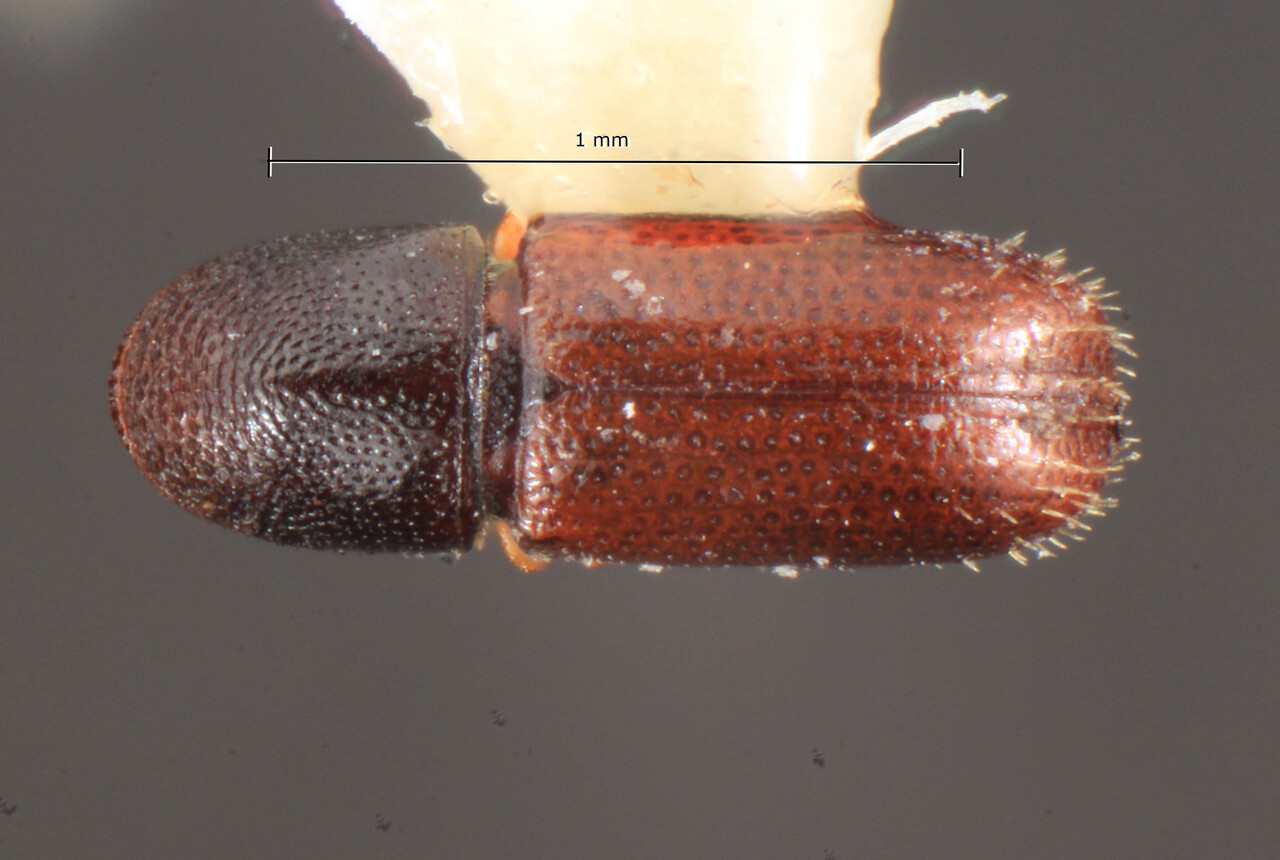 Genus / Species: Pseudohexacolus singularis | Image Author: TH Atkinson | Location: Lesser Antilles, Guadeloupe, Pointe de la Grande Vigie | Image Type: holotype | Collection: Florida State Collection of Arthropods