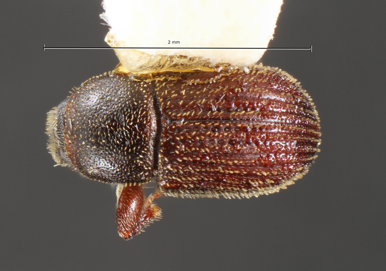 Genus / Species: Pycnarthrum amersum | Image Author: TH Atkinson | Location: México, Campeche, Campo de Investigación Forestal 'El Tormento' | Collection: University of Texas Insect Collection