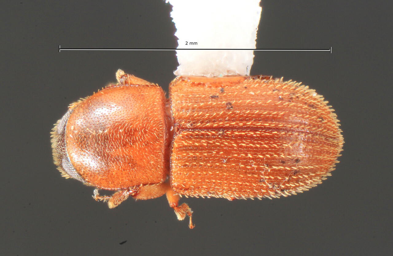 Genus / Species: Pycnarthrum brosimi | Image Author: TH Atkinson | Location: Panamá, San Blas, Nusagandi | Collection: University of Texas Insect Collection