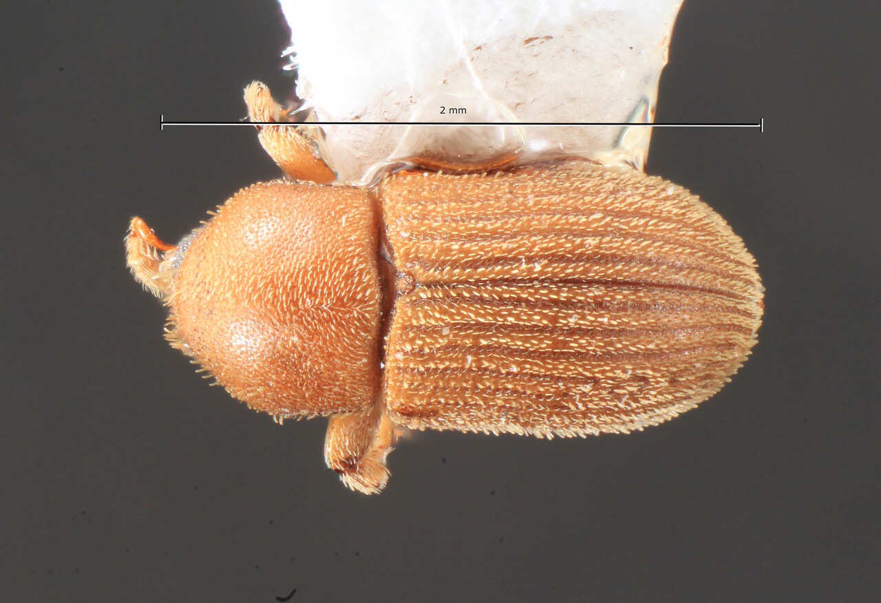 Genus / Species: Pycnarthrum pallidum | Image Author: TH Atkinson | Location: Nicaragua, Estelí, Res. Nat. Miraflor | Collection: Texas A&M University Insect Collection