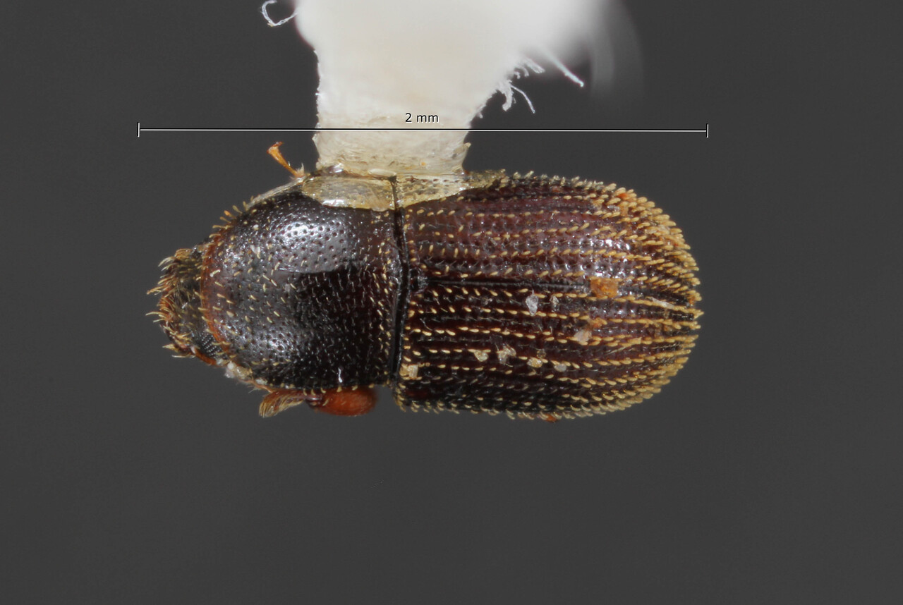 Genus / Species: Pycnarthrum perditum | Image Author: TH Atkinson | Location: Panamá, Panamá, Camino del Oleoducto | Collection: University of Texas Insect Collection