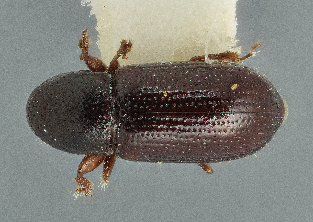 Genus / Species: Scolytodes canalis | Image Author: J Buffam | Location: México, Chiapas, Mt. Tzontehuitz | Image Type: holotype | Collection: Canadian National Collection of Insects, Arachnids and Nematodes