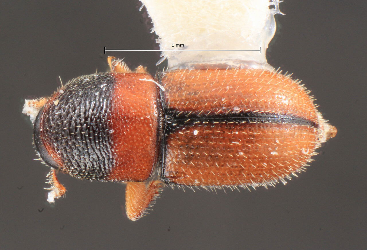 Genus / Species: Scolytodes asperatus | Image Author: TH Atkinson | Location: México, Oaxaca, Cerro Campana, arriba de Sta. Ma. Xadani | Image Type: holotype | Collection: Colección Nacional de Insectos