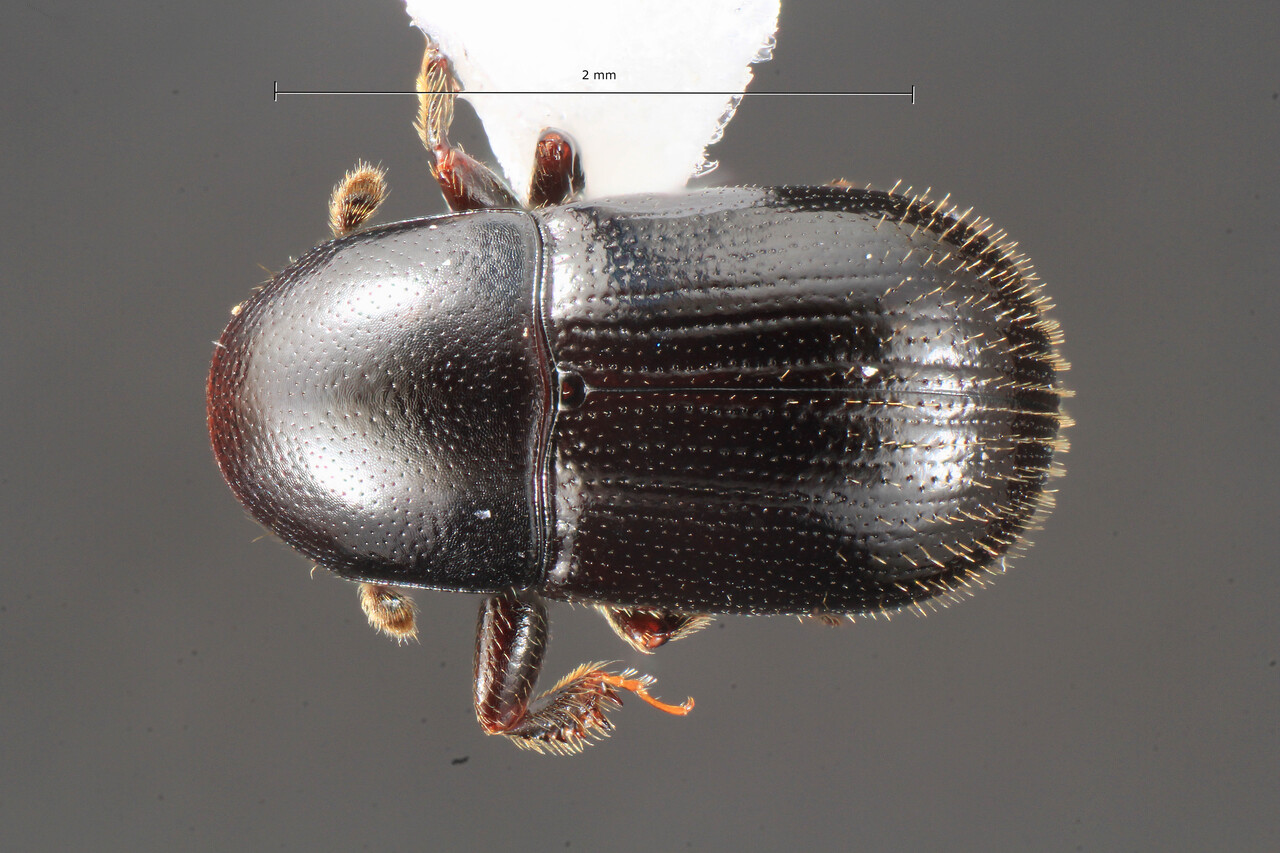 Genus / Species: Scolytodes atratus | Image Author: TH Atkinson | Location: México, Veracruz, Est. Biol. Los Tuxtlas | Collection: University of Texas Insect Collection