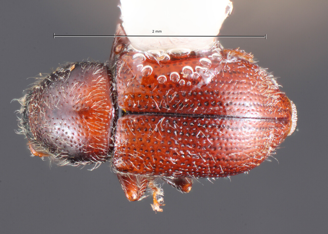 Genus / Species: Scolytodes banosus | Image Author: TH Atkinson | Location: Ecuador, Napo, Papallacta, 5 km SW | Collection: California State Collection of Arthropods