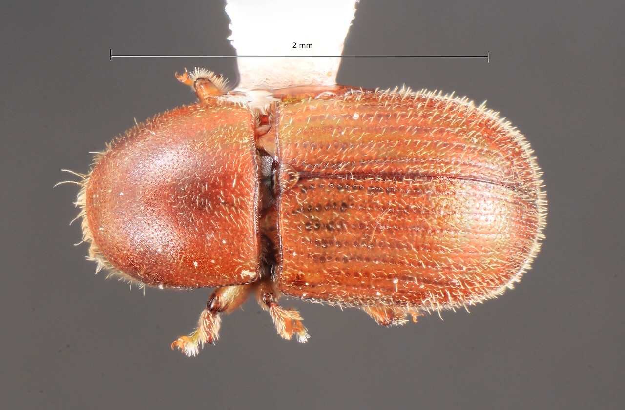 Genus / Species: Scolytodes bellus | Image Author: TH Atkinson | Location: Rep. Dominicana, Barahona, Larimer Mine, nr. Filipinas | Image Type: holotype | Collection: Florida State Collection of Arthropods